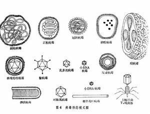 脊髓灰质炎病毒传播方式