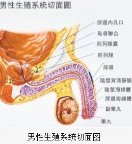 男性生殖系统切面图