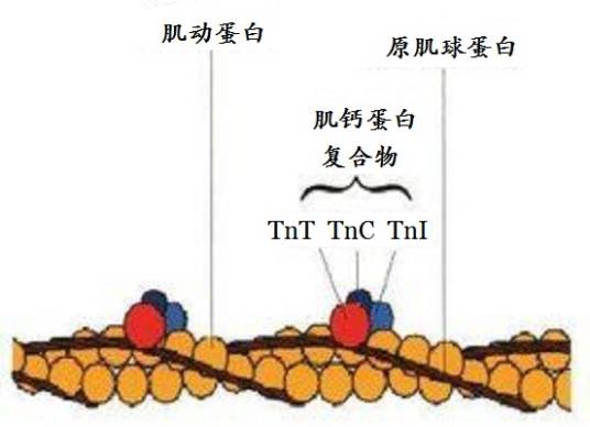 肌钙蛋白