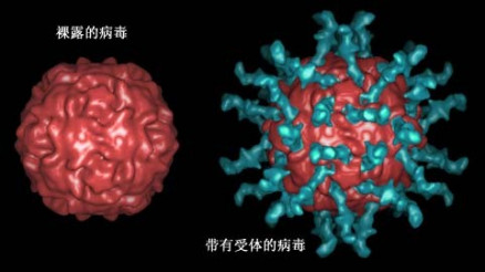 脊髓灰质炎病毒