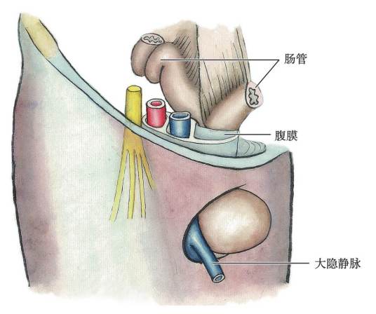 股疝
