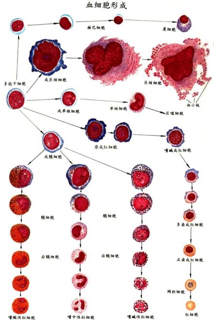 血细胞生成