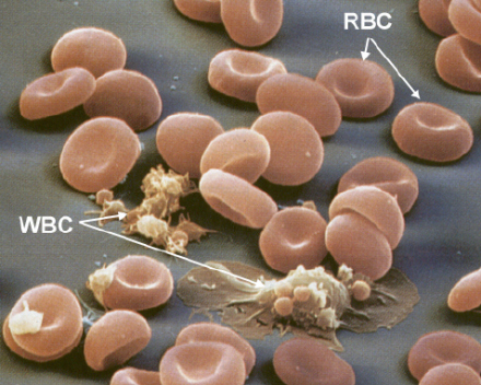 红细胞（RBC)与白细胞（WBC)