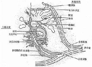 脾功能亢进症