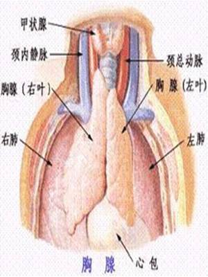 副肿瘤综合征