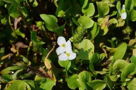 长喙毛茛泽泻