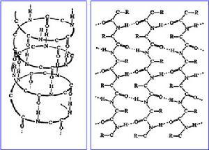 蛋白质的二级结构