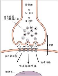 神经细胞间的信号传导