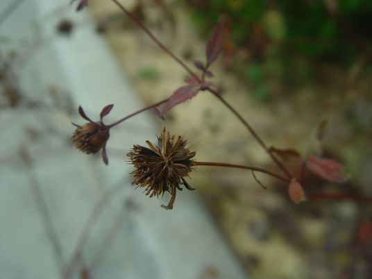 狼把草