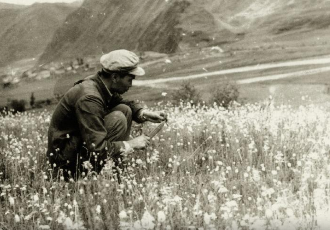 1963年王文采院士在四川高山草甸上采集植物标本