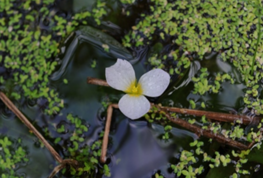 龙舌草