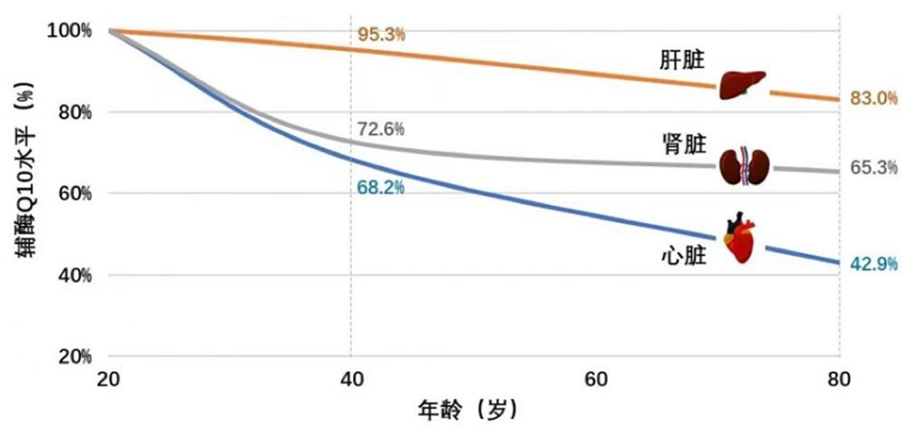 人体主要部位的辅酶Q10水平随年龄自然衰减情况