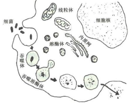 坏死性淋巴结炎