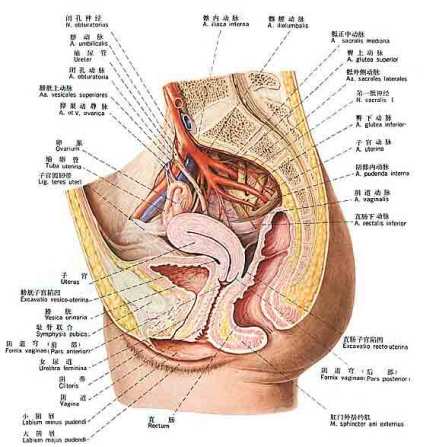 耻骨直肠肌综合征图谱 