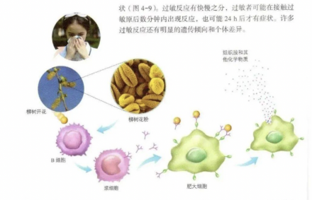 过敏反应发生机理示意图