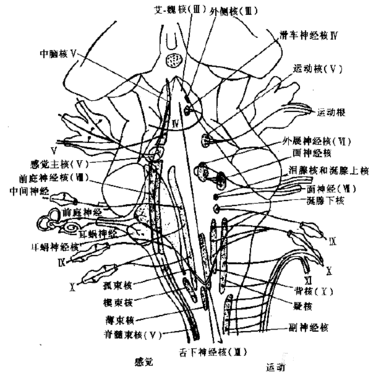 动眼神经麻痹