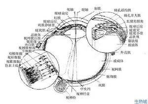 眼球详细结构图