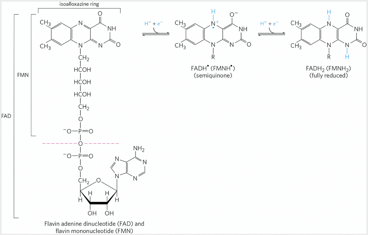 维生素B2化学分子