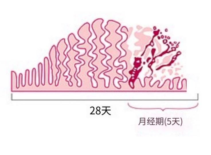 子宫内膜在月经周期中的建立和分解 