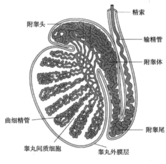 睾丸、附睾切面图 