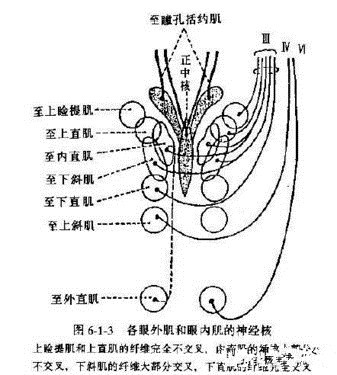 动眼神经麻痹