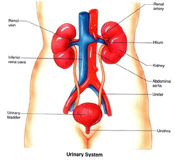 泌尿系统