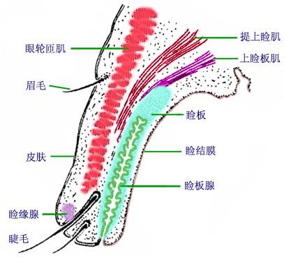 倒睫