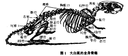 大白鼠的全身骨骼