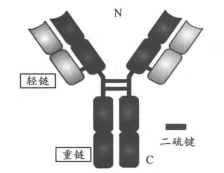 球蛋白