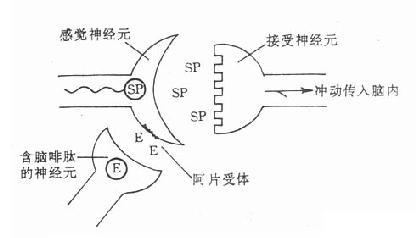 含内啡肽的神经元