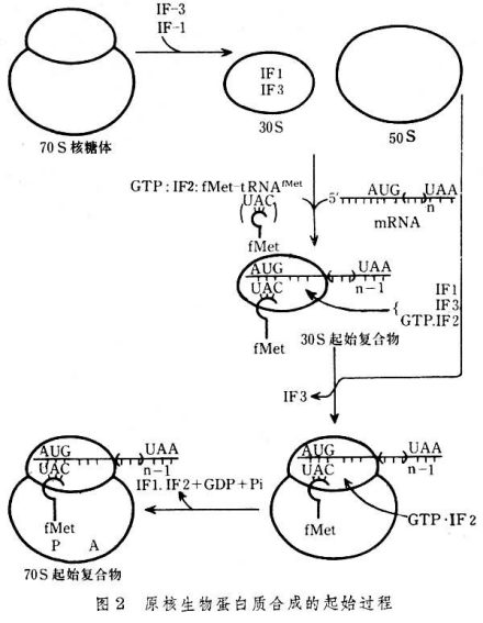 蛋白质合成