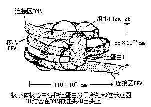 核小体