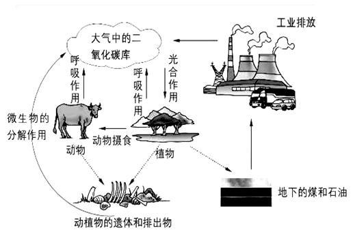 碳循环示意图