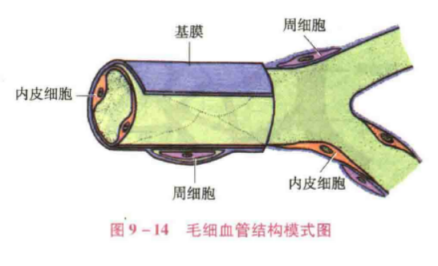 毛细血管结构模式图 