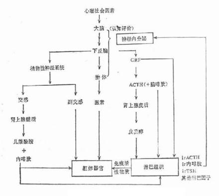 应激的心理及生理中介机制