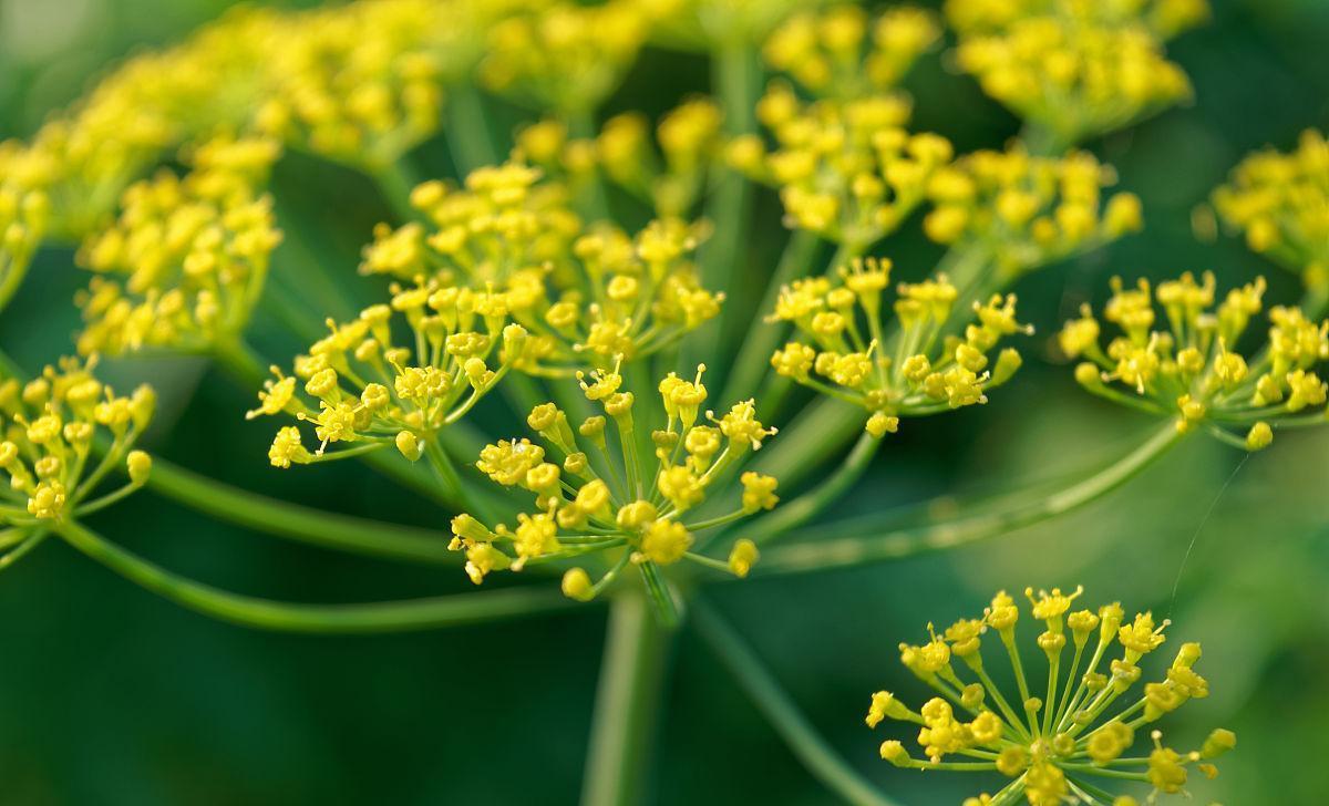 茴香花