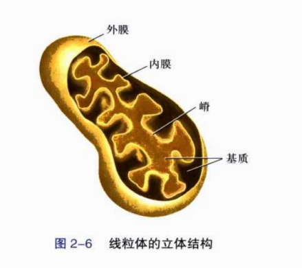 线粒体立体结构