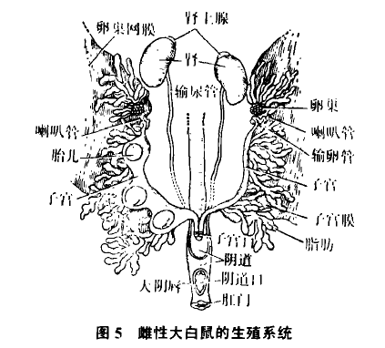 雌性大白鼠的生殖系统