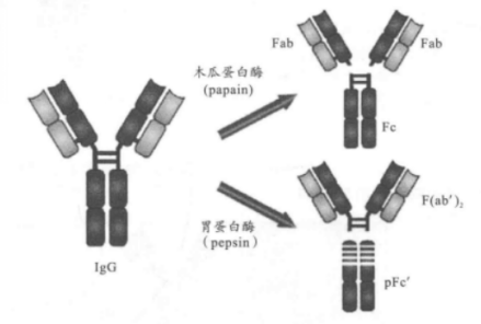 球蛋白