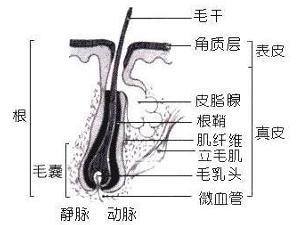 毛发稀少的病因