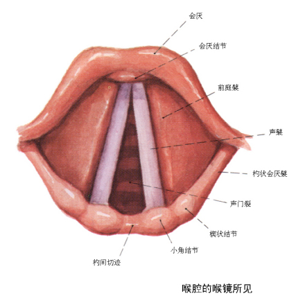 声襞(声带)——喉腔