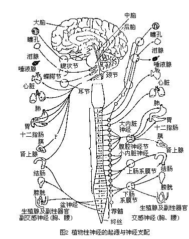 植物神经的机理与神经支配