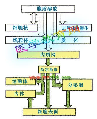 蛋白质合成