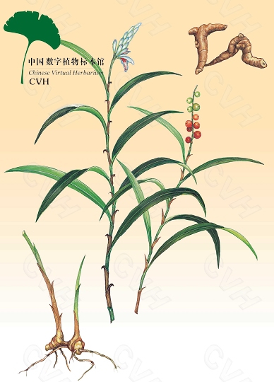 植物根茎