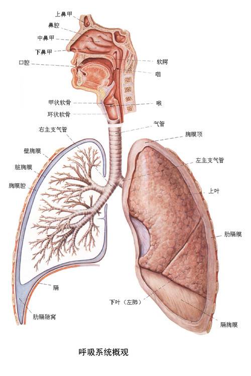 下呼吸道感染