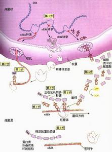 蛋白质合成