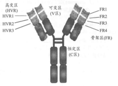 球蛋白