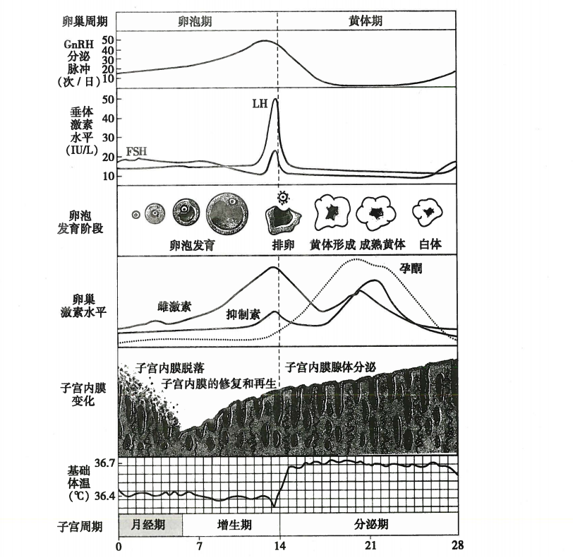 月经周期（日）中的生殖激素、卵巢和子宫内膜变化 