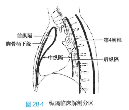 纵隔临床解剖分区 