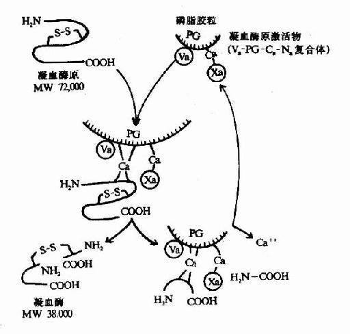 凝血酶原时间